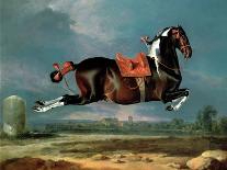 The Black Horse 'Curioso' Performing a Capriole-Johann Georg Hamilton-Giclee Print