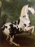 The Black Horse 'Curioso' Performing a Capriole-Johann Georg Hamilton-Giclee Print