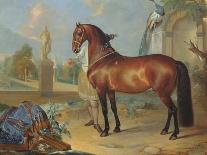 Black Horse Performing the Courbette-Johann Georg de Hamilton-Giclee Print