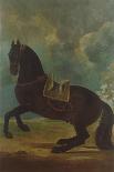 The Black Horse 'Curioso' Performing a Capriole-Johann Georg Hamilton-Giclee Print