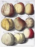 Various Apples, 1758-Johann Hermann Knoop-Giclee Print