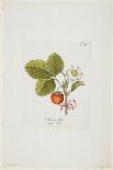 Erdbeer Aus Carolina from 'Pomona Austriaca, Ou Arbres Fruitiers D'Autriche', 1787-96-Johann Kraft-Giclee Print