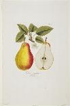 Die Gute Christbirn Aus Spanien from 'Pomona Austriaca, Ou Arbres Fruitiers D'Autriche', 1787-96-Johann Kraft-Framed Giclee Print