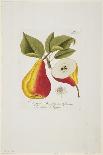 Erdbeer Aus Carolina from 'Pomona Austriaca, Ou Arbres Fruitiers D'Autriche', 1787-96-Johann Kraft-Framed Giclee Print
