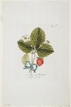 Title Page from 'Pomona Austriaca, Ou Arbres Fruitiers D'Autriche', 1787-96-Johann Kraft-Framed Giclee Print