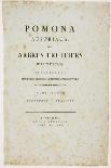 Die Fassbirn from 'Pomona Austriaca, Ou Arbres Fruitiers D'Autriche', 1787-96-Johann Kraft-Giclee Print