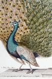 A Male Peacock in Full Display-Johann Leonhard Frisch-Mounted Giclee Print