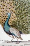 A Male Peacock in Full Display-Johann Leonhard Frisch-Mounted Giclee Print