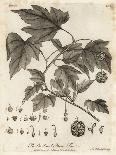 Oak Tree with Acorns, Leaves and Branch, Quercus Robur. , 1776 (Engraving)-Johann Sebastien Muller-Giclee Print