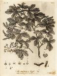 Walnut Tree, Juglans Regia., 1776 (Engraving)-Johann Sebastien Muller-Giclee Print