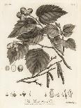 Hazelnut Tree, Corylus Avellana. , 1776 (Engraving)-Johann Sebastien Muller-Giclee Print