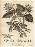Quicken Tree, Sorbus Aucuparia., 1776 (Engraving)-Johann Sebastien Muller-Giclee Print
