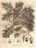 Oak Tree with Acorns, Leaves and Branch, Quercus Robur. , 1776 (Engraving)-Johann Sebastien Muller-Giclee Print
