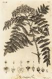 Wild Service Tree, Sorbus Torminalis., 1776 (Engraving)-Johann Sebastien Muller-Giclee Print