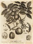 Wild Service Tree, Sorbus Torminalis., 1776 (Engraving)-Johann Sebastien Muller-Giclee Print