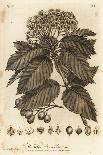 Wild Service Tree, Sorbus Torminalis., 1776 (Engraving)-Johann Sebastien Muller-Giclee Print