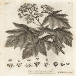 Wild Service Tree, Sorbus Torminalis., 1776 (Engraving)-Johann Sebastien Muller-Giclee Print