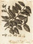 Hazelnut Tree, Corylus Avellana. , 1776 (Engraving)-Johann Sebastien Muller-Giclee Print