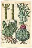 Cacti, 1641-Johann Theodor de Bry-Giclee Print