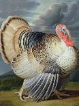 Portrait of a Turkey-Johann Wenceslaus Peter Wenzal-Framed Premier Image Canvas