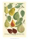 Plentiful Pears I-Johann Wilhelm Weinmann-Art Print