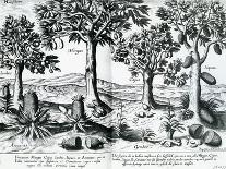 Tropical Fruit Trees, 1596-Johannes Baptista van Frueauf the Younger-Premier Image Canvas