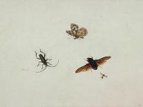 Four Insects, End of 17th C-Johannes Bronkhorst-Giclee Print