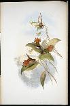 Capercailzie (Tetrao Urogallus) (Hand-Coloured Litho)-John (after) Gould-Giclee Print