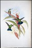 Capercailzie (Tetrao Urogallus) (Hand-Coloured Litho)-John (after) Gould-Giclee Print