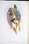 Banksian Cockatoo (Calyptorhynchus Banksii ) (Hand-Coloured Litho)-John (after) Gould-Giclee Print