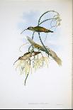 Banksian Cockatoo (Calyptorhynchus Banksii ) (Hand-Coloured Litho)-John (after) Gould-Giclee Print