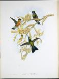 Capercailzie (Tetrao Urogallus) (Hand-Coloured Litho)-John (after) Gould-Giclee Print