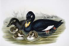 Capercailzie (Tetrao Urogallus) (Hand-Coloured Litho)-John (after) Gould-Giclee Print