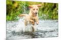 Premium Photographic Print