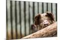 Premium Photographic Print