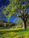 Aspens and Evergreens Brighten a Fall Day in Hope Valley, California-John Alves-Framed Photographic Print