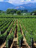 Silver Oak Cellars Winery and Vineyard, Alexander Valley, Mendocino County, California, USA-John Alves-Photographic Print