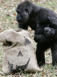 Sukari, an 8-Year-Old Mother Gorilla, Rummages Through a Trick or Treat Bag-John Amis-Photographic Print