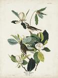 Pl 32 Black-billed Cuckoo-John Audubon-Art Print