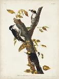 Pl 32 Black-billed Cuckoo-John Audubon-Art Print