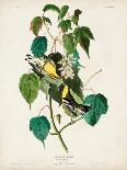 Pl 425 Columbian Hummingbird-John Audubon-Framed Art Print