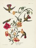 Pl 123 Black & Yellow Warbler-John Audubon-Art Print