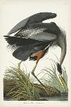 Pl 211 Great Blue Heron-John Audubon-Stretched Canvas