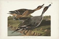 Pl 292 Crested Grebe-John Audubon-Art Print