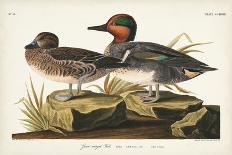 Pl 228 Green-winged Teal-John Audubon-Framed Art Print