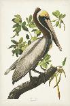 Pl 211 Great Blue Heron-John Audubon-Art Print