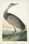 Pl 261 Hooping Crane-John Audubon-Art Print
