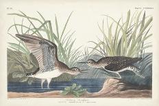 Pl 228 Green-winged Teal-John Audubon-Framed Art Print