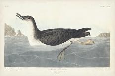 Pl 251 Brown Pelican-John Audubon-Art Print