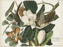 Pl 5 Bonaparte's Flycatcher-John Audubon-Art Print